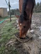 O my boy d&rsquo;Asvi 