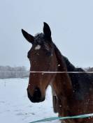 O my boy d&rsquo;Asvi 