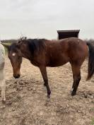 O my boy d&rsquo;Asvi 