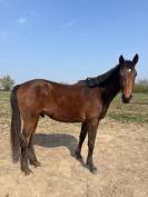 O my boy d&rsquo;Asvi 