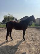 O my boy d&rsquo;Asvi 