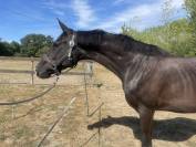 Poulini&egrave;re dressage 5 ans 