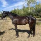 Poulini&egrave;re dressage 5 ans 