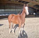 Poulains SELLE FRAN&Ccedil;AIS 