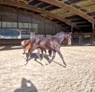 Poulains SELLE FRAN&Ccedil;AIS 