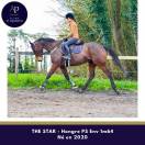 Hongre env 1m64 plaisant sur les barres