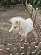 Mini horse am&eacute;ricain etalon plein papiers