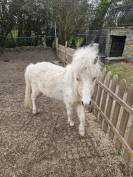 Mini horse am&eacute;ricain etalon plein papiers