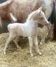 Mini horse am&eacute;ricain etalon plein papiers