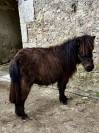 Gelding Shetland Pony For sale 2024 Bay