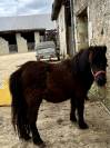 Gelding Shetland Pony For sale 2024 Bay