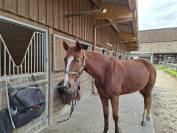 Vend jument trotteur fran&ccedil;ais 