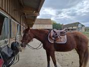 Vend jument trotteur fran&ccedil;ais 