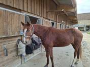 Vend jument trotteur fran&ccedil;ais 