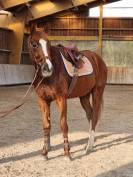 Vend jument trotteur fran&ccedil;ais 