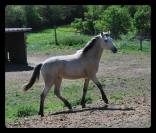 Merrie Franse rijpony PFS Te koop 2025 Isabel ,  Eye catcher de l'ourcq