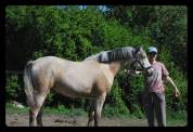 Merrie Franse rijpony PFS Te koop 2025 Isabel ,  Eye catcher de l'ourcq