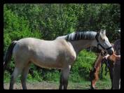 Merrie Franse rijpony PFS Te koop 2025 Isabel ,  Eye catcher de l'ourcq