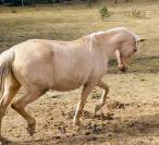 Jument Poulini&eacute;re Pure Race Espagnole PRE