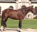 Hongre 4 ans gros moyens