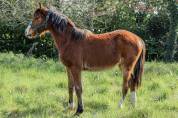 Poney Welsh part bred par Greatstar Embet Tilia 