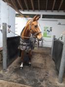 Stagiaire internationale