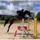 JUMENT PAR CORNET OBOLENSKY X PAPILLON ROUGE