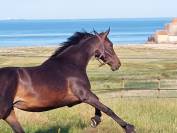 JUMENT PAR CORNET OBOLENSKY X PAPILLON ROUGE