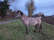 Vends gentil poney de 17ans attachant 