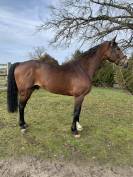 SAILLIE PAR ETALON POUR CSO