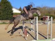 Hongre selle fran&ccedil;ais 