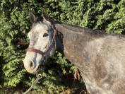 Hongre selle fran&ccedil;ais 