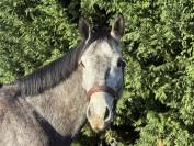 Hongre selle fran&ccedil;ais 