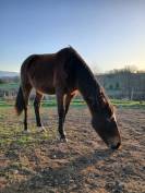 New forest de croisement 