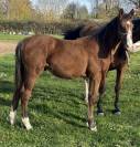 Poulain SF Itoki de riverland x cor de hus