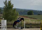 &Agrave; vendre Poney de sport PP NewForest