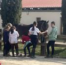 &Agrave; vendre Poney de sport PP NewForest