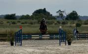 &Agrave; vendre Poney de sport PP NewForest