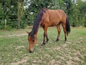 Poulains de 3 &agrave; 1 an