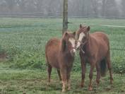 Poulains de 3 &agrave; 1 an