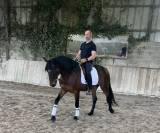 Hongre Ispano Lusitanien d'&eacute;levage