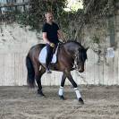 Hongre Ispano Lusitanien d'&eacute;levage