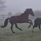 Poney fran&ccedil;ais de selle 3 ans 