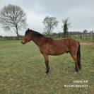 Poney fran&ccedil;ais de selle 3 ans 