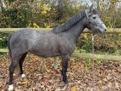 Ponette 5 ans 134 cm pfs 