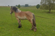 Trait ardennais : Hongre trait ardennais docile