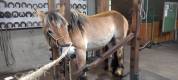 Jeune Hongre Trait Ardennais bai -Docile