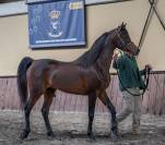 Eminem Mandorlati - Etalon arab origine Australienne 