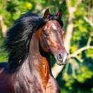 Eminem Mandorlati - Etalon arab origine Australienne 