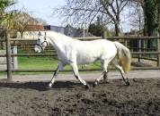 Jument pure race Connemara grise 12 ans